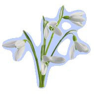flower (157).g